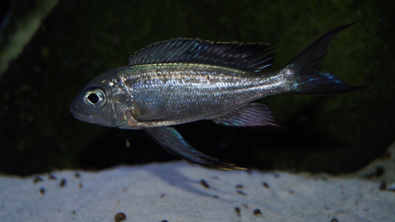 Cyathopharynx sp. 'neon streak' Kanoni